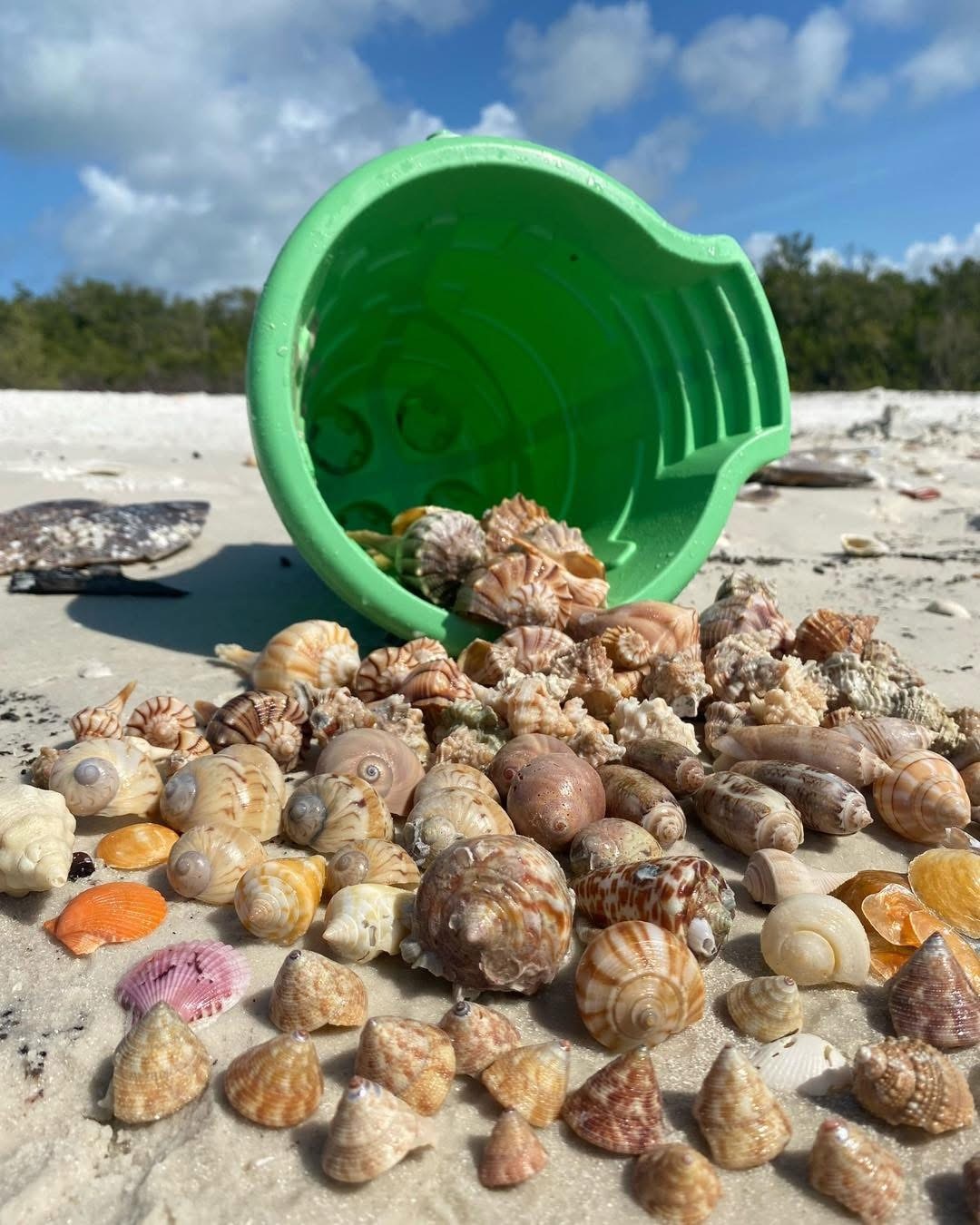Green bucket spilling various seashells on a sandy beach.