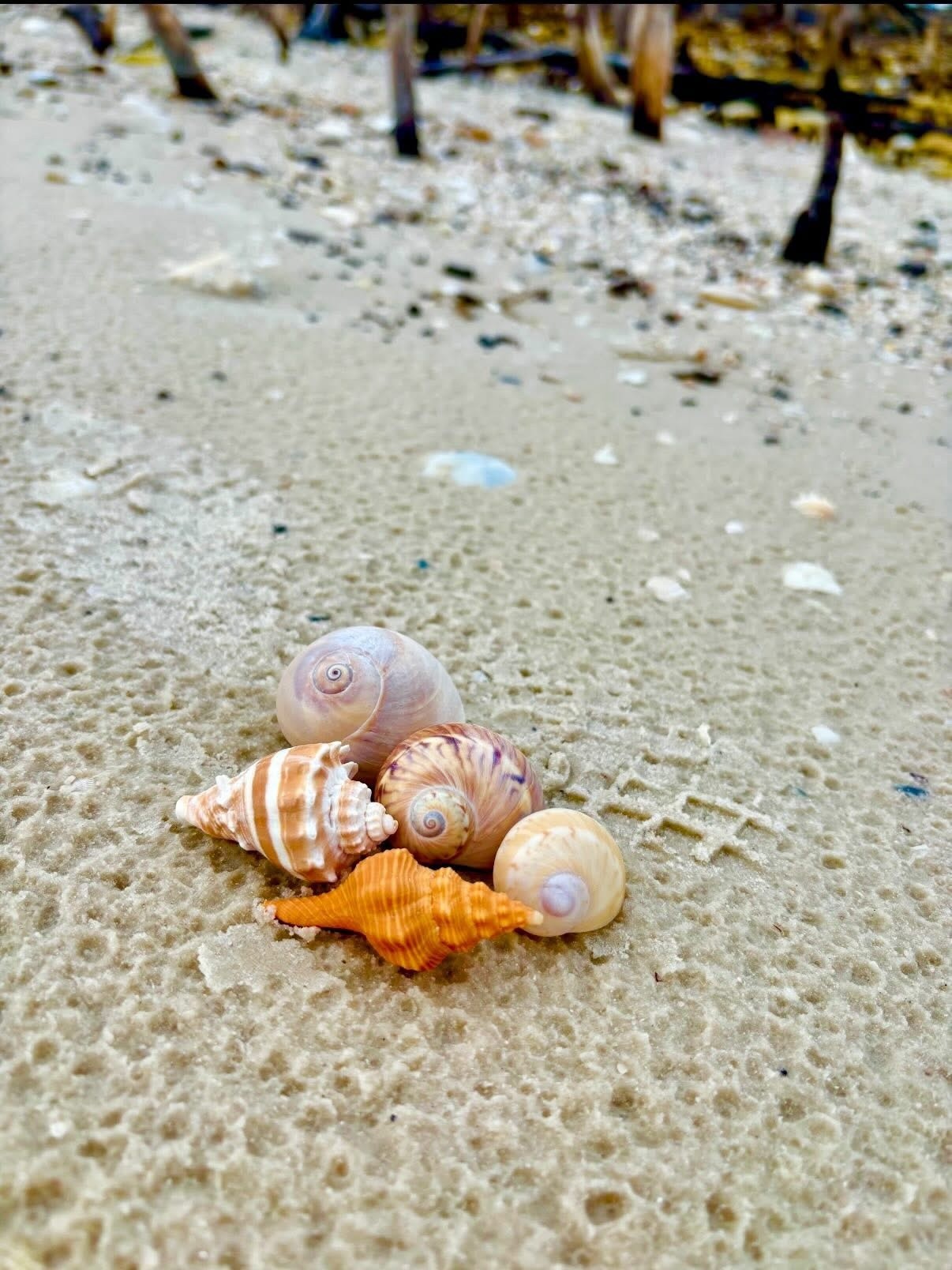 Colorful seashells on sandy beach near water.