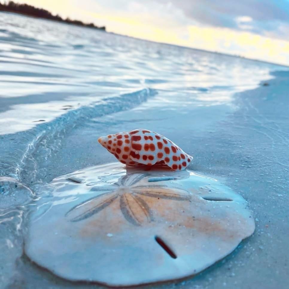 Colorful cone shell and sand dollar on wet sandy beach near water.