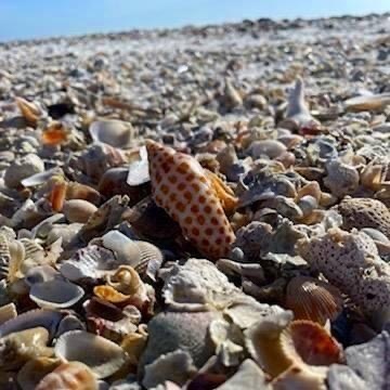Close-up of various shells scattered on a sandy beach.
