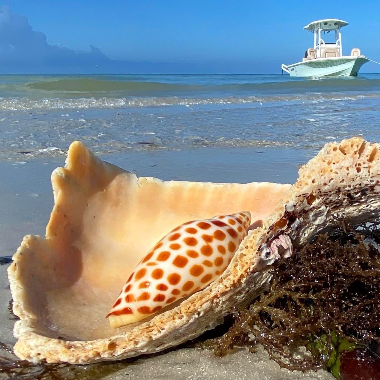 Shell on beach with ocean and boat in background under clear sky.