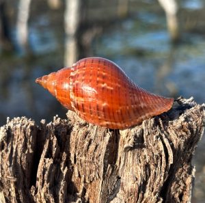 Brown conch shell on weathered tree stump by blurred water background.