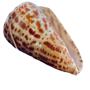 Speckled cone-shaped seashell with brown patterns on white.