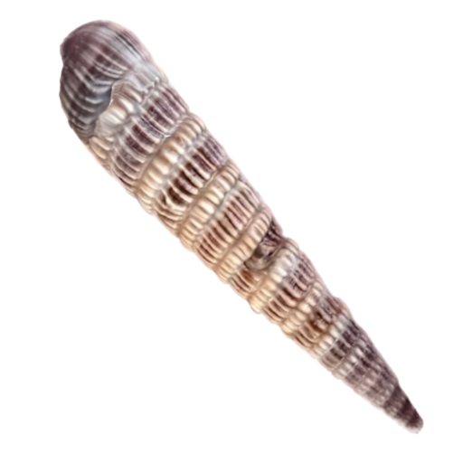 Close-up of a spiral seashell with brown and beige stripes.