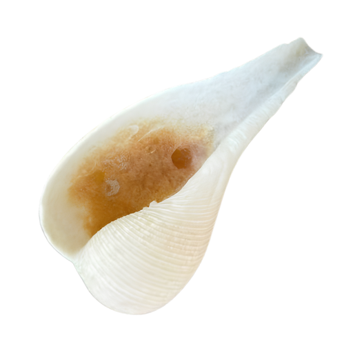 Close-up of a white seashell with a smooth, curved shape.