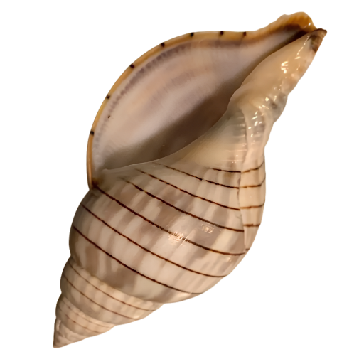 Spiral seashell with brown stripes and smooth interior surface.