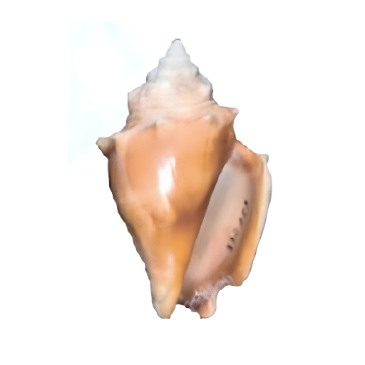 Orange conch shell with pointed tip and smooth surface.