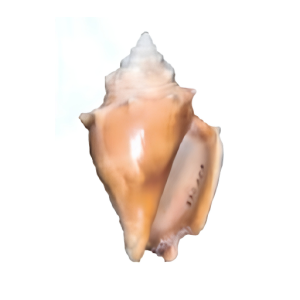 Orange conch shell with pointed tip and smooth surface.