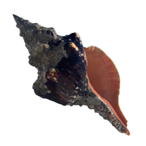 Large, rugged conch shell with an open, orange interior.