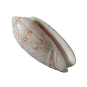 Close-up of a white and brown patterned seashell on a white background.