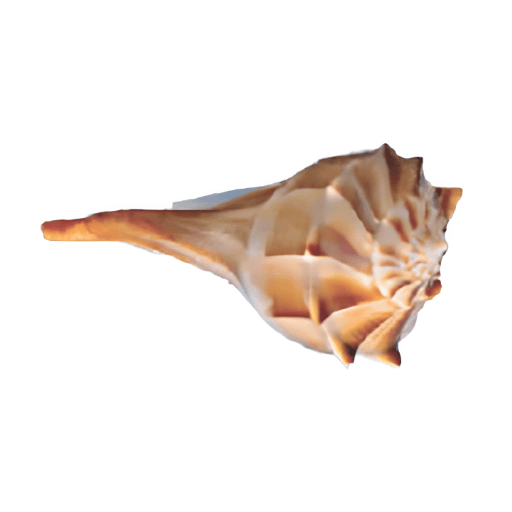 Close-up of a brown and white spiral seashell on a white background.