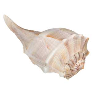 A large, white seashell with ridges on a plain background.