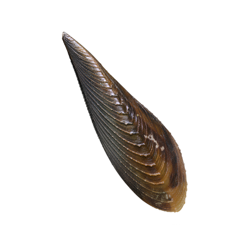 Brown mussel shell with ridged texture.