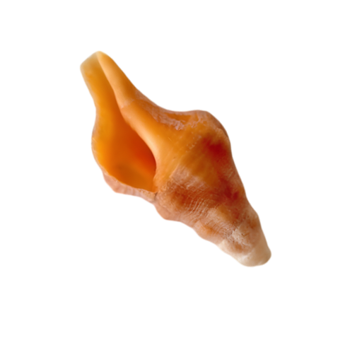 Close-up of an orange seashell on a white background.
