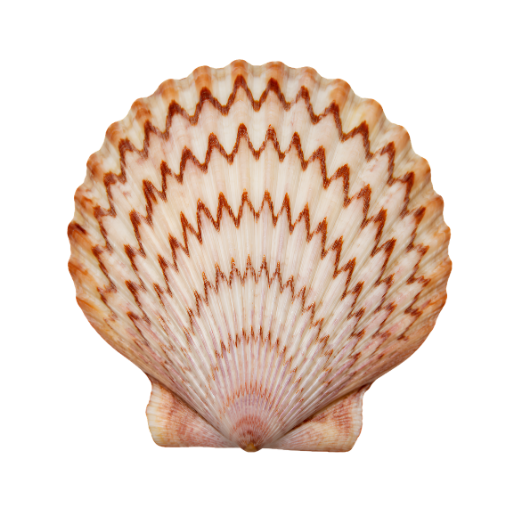 Colorful scallop seashell with brown and white zigzag pattern on a white background.