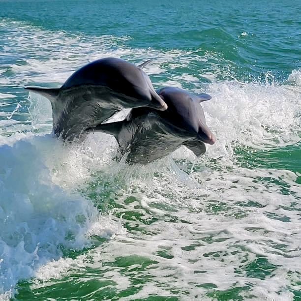 Two dolphins jumping through ocean waves side by side.